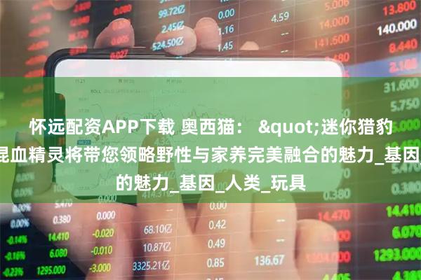 怀远配资APP下载 奥西猫： "迷你猎豹"的混血精灵将带您领略野性与家养完美融合的魅力_基因_人类_玩具